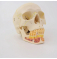Взрослая модель черепа в натуральную величину для медицинского обучения UL-104D