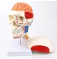 Модель черепа с 8 частями мозга и 7 шейными позвонками и начальными и конечными точками мышц UL-V11