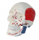Модель черепа человека с мышцами Раскраска начальной и конечной точек мышц UL-V15