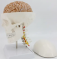 Модель черепа с шейным отделом и мозгом, в натуральную величину UL-U4