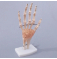 Модель скелета сустава руки со связками из ПВХ для использования в медицине и обучении UL-114A
