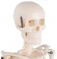 образовательная анатомическая модель, искусственный ПВХ, пластик, 200 костей для обучения, 85 см, модель человеческого скелета U
