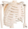 образовательная анатомическая модель, искусственный ПВХ, пластик, 200 костей для обучения, 85 см, модель человеческого скелета U