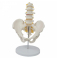 Модели поясничной и тазовой костей человека в натуральную величину UL-190095