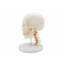 Модель человеческого черепа с 7 шейными позвонками UL-0082
