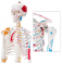 Модель человеческого скелета с цветными мышцами и связками UL-0010
