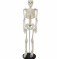 Биологическая модель, учебные пособия, 85 см, человеческий искусственный ПВХ, пластиковый скелет, модель 200 костей для медицинс