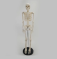 Биологическая модель, учебные пособия, 85 см, человеческий искусственный ПВХ, пластиковый скелет, модель 200 костей для медицинс