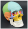 Цветная модель черепа человека, ПВХ, натуральный размер UL-UL
