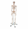 Медицинская образовательная модель скелета человека в натуральную величину, 178 см UL-178