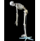 Гибкая модель человеческого скелета высотой 180 см UL-180-1