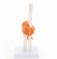 Модель локтевого сустава человека со связками Идеальный учебный инструмент для изучения анатомии пациентов UL-14