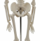 Высококачественный человеческий скелет 45 см с подвижными конечностями UL-45
