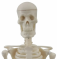 Высококачественный человеческий скелет 45 см с подвижными конечностями UL-45-1