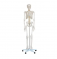 Образовательная анатомическая медицинская пластиковая модель скелета человека 180 см UL-1U