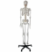 Модель человеческого скелета в натуральную величину 180 см UL-180-3