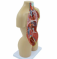 Туловище из 16 частей Анатомическая модель органов человека UL-04