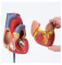 Медицинская пластиковая анатомическая модель сердца UL-S