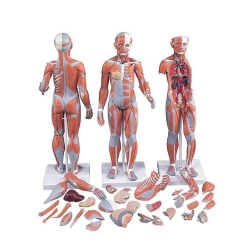 Цельная фигура с мышцами, двуполая, с внутренними органами, 33 части