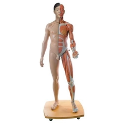 Фигура с мышцами 3B Scientific®, двуполая, в натуральную величину, азиатского типа, 39 частей