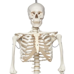 Физиологическая модель скелета «Phil», подвешиваемая на роликовой стойке