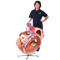 Гигантская модель сердца, 8-кратное увеличение
