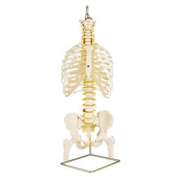Классическая модель гибкого позвоночника с ребрами и головками бедренных костей