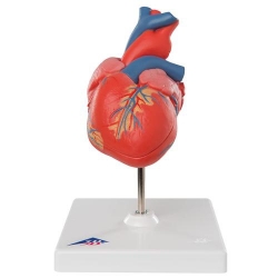 Классическая модель сердца, 2 части