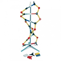 Маленькая модель ДНК Orbit™