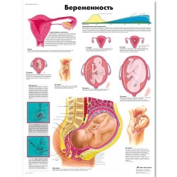 Медицинский плакат Беременность