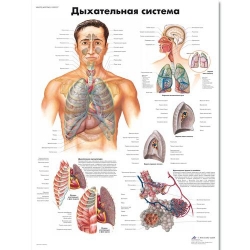 Медицинский плакат Дыхательная система