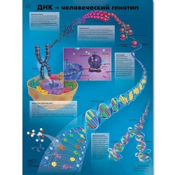 Медицинский плакат ДНК - генотип человека