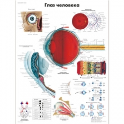 Медицинский плакат Глаз человека