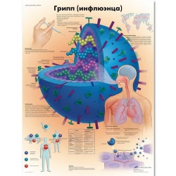 Медицинский плакат Грипп (инфлюэнца)
