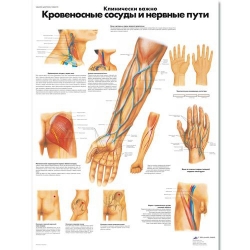 Медицинский плакат Клинически важные кровеносные сосуды и нервные пути