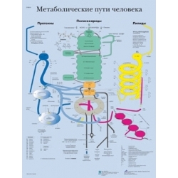 Медицинский плакат Метаболические пути человека