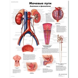 Медицинский плакат Мочевые пути, анатомия и физиология
