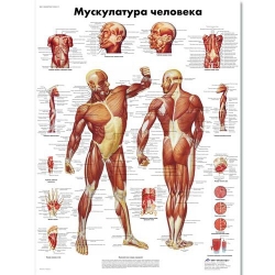 Медицинский плакат Мускулатура человека
