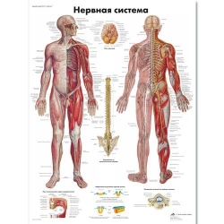 Медицинский плакат Нервная система человека