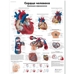 Медицинский плакат Сердце человека, анатомия и физиология