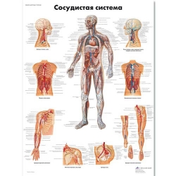 Медицинский плакат Сосудистая система человека
