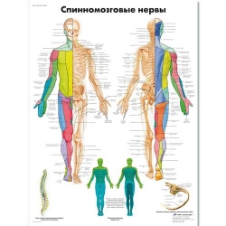Медицинский плакат Спинномозговые нервы человека