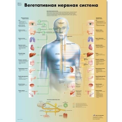Медицинский плакат Вегетативная нервная система