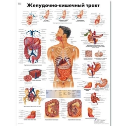 Медицинский плакат Желудочно-кишечный тракт