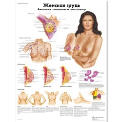 Медицинский плакат Женская грудь, анатомия, патология и самоосмотр