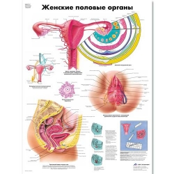 Медицинский плакат Женские половые органы