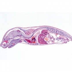 Микропрепараты «Эмбриология свиньи», Sus scrofa, на английскийском языке