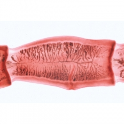 Микропрепараты «Генетика, репродукция и эмбриология», серия V, на английском языке