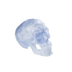 Модель черепа, прозрачная, 3 части