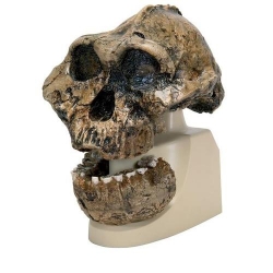 Модель черепа антропологическая, австралопитек